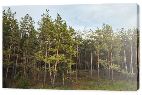 Landscape of pine forest with trees under blue sky