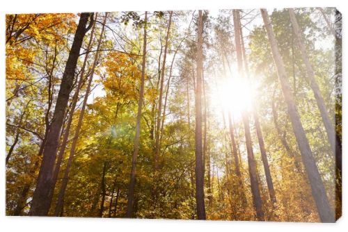 sun, trees with yellow and green leaves in autumnal park at day 