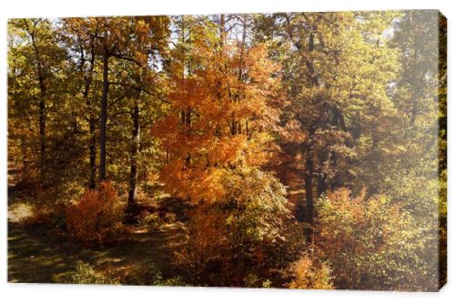 trees with yellow and green leaves in autumnal park at day 