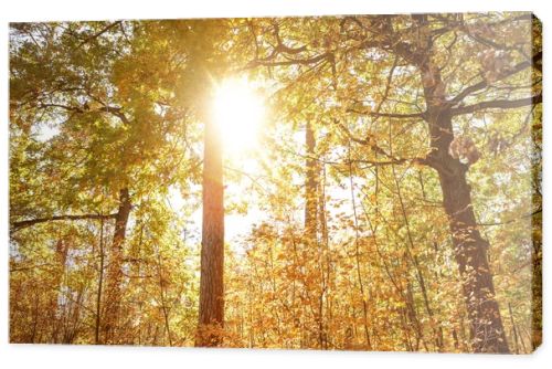 sun, trees with yellow and green leaves in autumnal park at day 