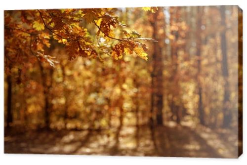 selective focus of trees with yellow and dry leaves in autumnal park at day 