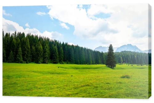 beautiful green valley with forest in Durmitor massif, Montenegro