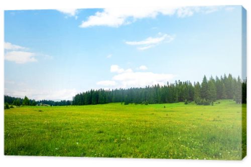 green valley with trees and cloudy sky in Durmitor massif, Montenegro