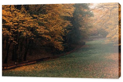 Pathway with fallen yellow leaves in autumn forest