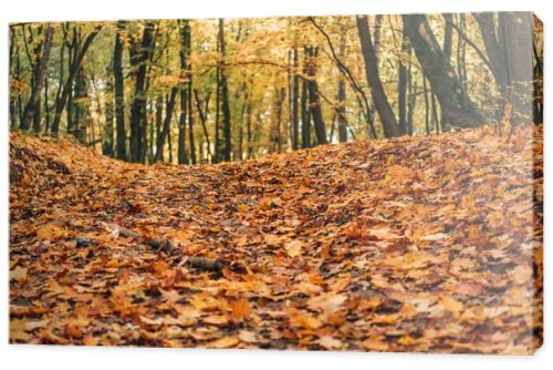 Selective focus of autumn forest with fallen leaves 