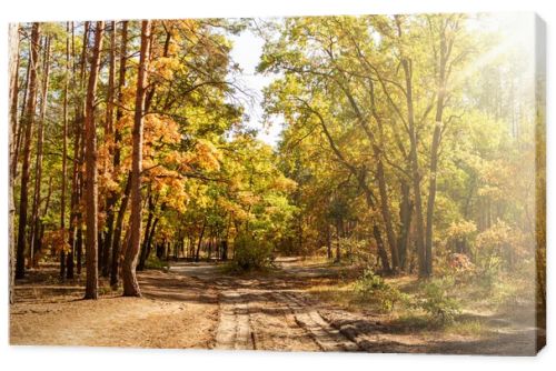 scenic autumnal forest with golden foliage, path and shining sun