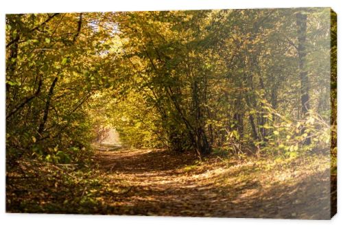 picturesque autumnal forest with golden foliage and path in sunlight