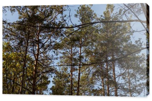 low angle view of picturesque forest with green tall pines in sunlight