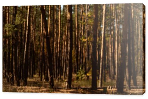 picturesque autumnal forest with tall pines in sunlight