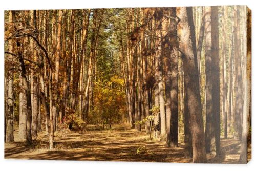 scenic autumnal forest with tree trunks and path in sunlight