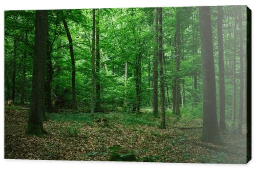 beautiful green forest in Germany in summer