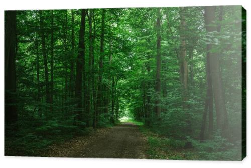 path in green dark forest in Wurzburg, Germany