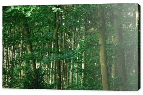 scenic view of green beautiful trees in forest in Hamburg, Germany 