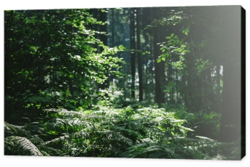 trees in beautiful forest under sunlight in Hamburg, Germany 