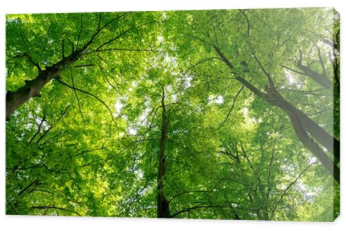 Natural Forest of Beech 