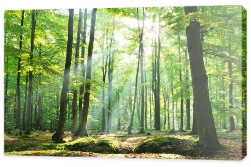 Autumnal dawn in old beech forest Poland