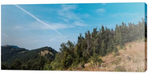 panoramic shot of evergreen pines near golden field against sky 