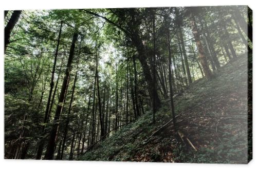 low angle view of trees with green leaves in woods 