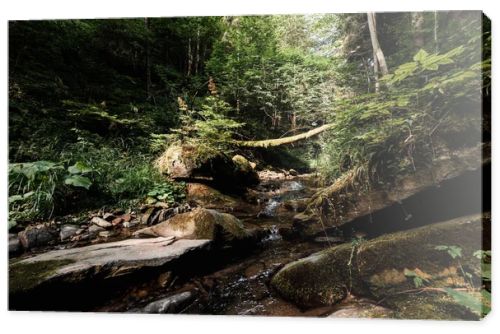 tranquil forest with flowing river and stones 