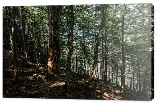 sunshine on trees with green and fresh leaves in woods 