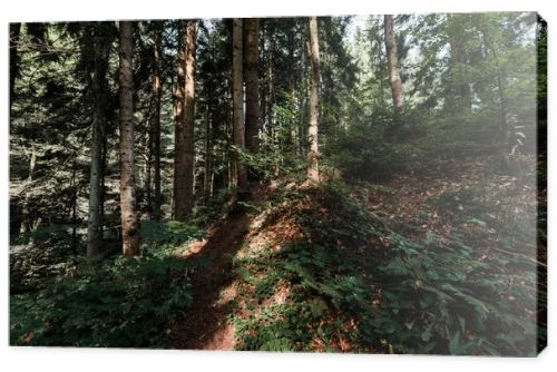 sunshine on trees with green and fresh leaves in forest 