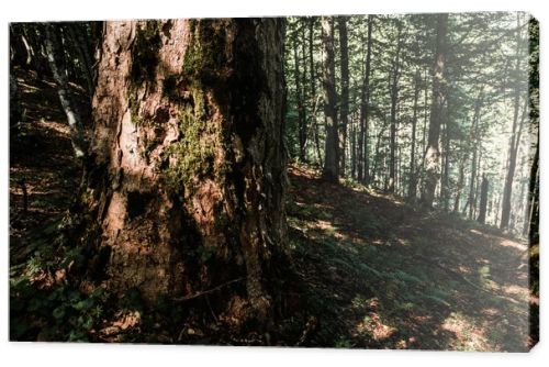 sunshine on tree trunk near plants in woods