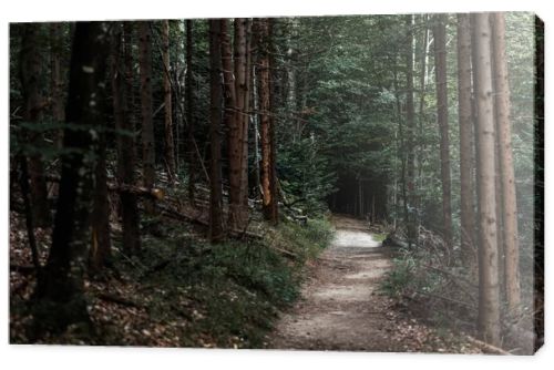 selective focus of sunshine on path near fir trees in woods 