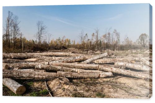sunshine on wooden logs on ground near trees in woods 
