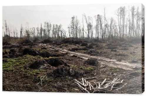 dry sticks on ground near path against cloudy sky 