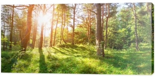 pine trees in morning light