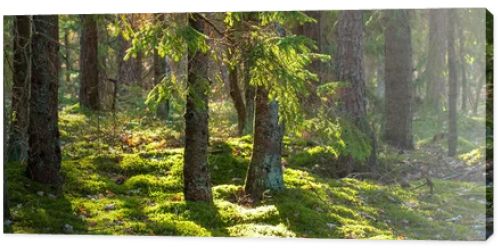 Forest nature background. Summer green forest