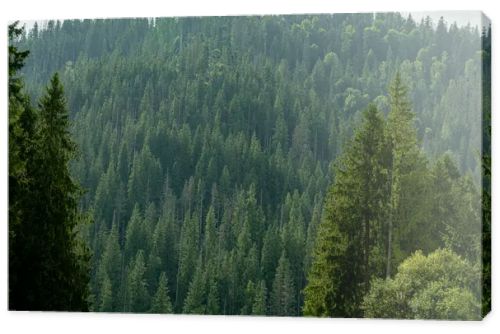 Smereka pine in the Carpathian mountains. Green forest nature. Trees