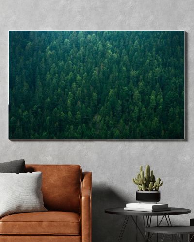 Top view forest conifer spruce nature background fir tree, park landscape woodland mountain