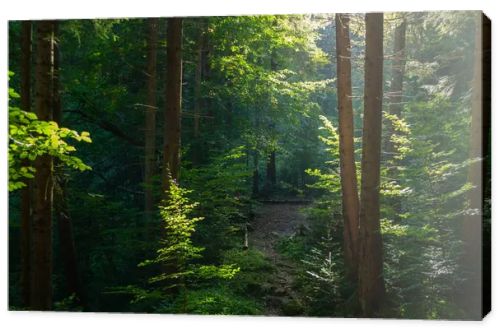 Sunny evening in the magical Carpathian forest