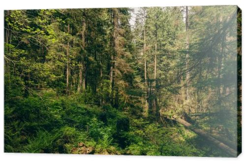 Deep rainforest with trees, bushes and grass