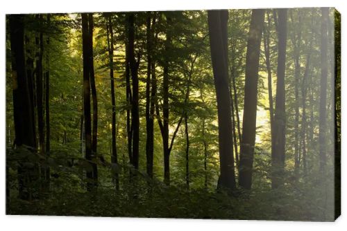 Autumn forest with yellowed trees and fallen leaves