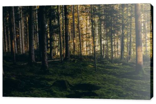 Forest background. Dark forrest nature view,Magic green mossy sunny forest with conifer trees. . High quality photo