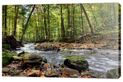 Small forest river