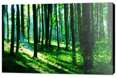 Sunshine in the green forest