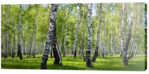 Summer birch forest landscape