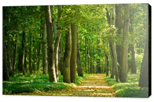 Alley in the forest