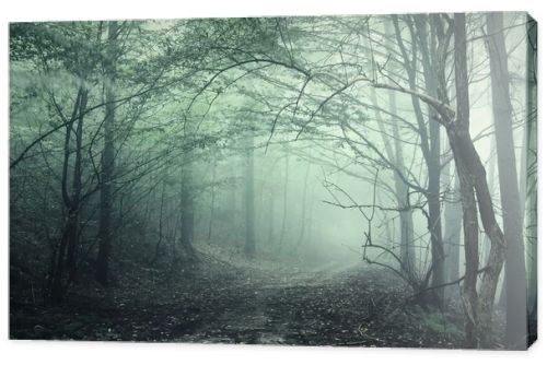 Green fog in a mysterious forest