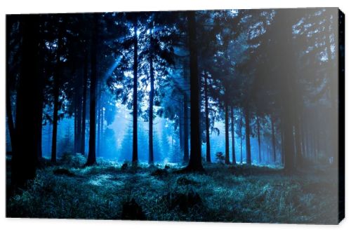 Night forest