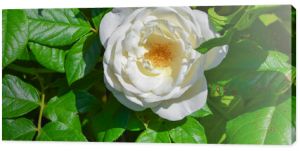 biała róża w ogrodzie