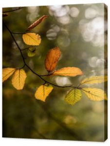 kolorowe liście na drzewach w lesie Pora roku jesień