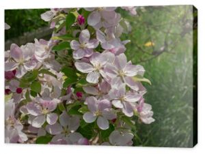 Wiosna w sadzie To jest światło słoneczne W jabłoni, które wystąpiło w sadze, podświetlone są białoróżowymi kwiatami wśród których szerokość