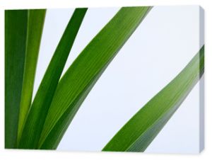 Zielone liście rozłożone na ukos na białym tle