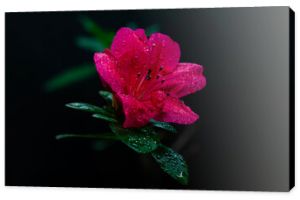 Różowa azalia z kroplami rosy