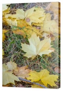 Liście klonu w złotych kolorach leżące na trawie. Październikowe popołudnie - złote jesienne liście spadłe z drzew.