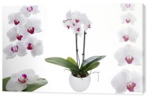 Biała orchidea na białym tle